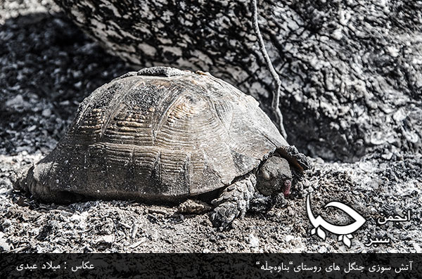 گزارش تصویری از آتش سوزی  جنگل های روستای”بناوەچڵە”