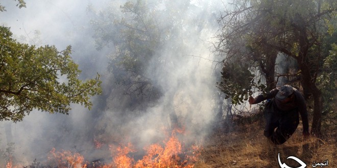 افزایش 40 درصدی آتش سوزی جنگلها