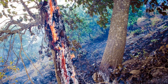 گزارش تصویری از آتش سوزی جنگل پشت روستای “دەرەوەران”