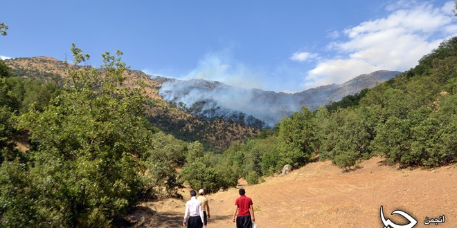 فرماندار مریوان آتش سوزی در400 هکتار از جنگل های مریوان را تکذیب کرد