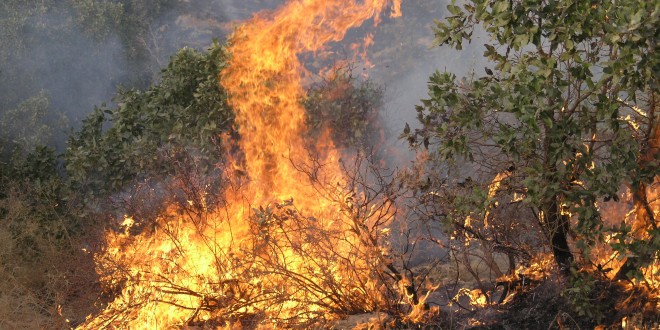 درختان ایستاده می میرند