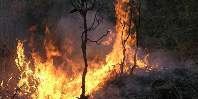 دارهکان به پێوه دهمرن