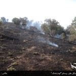 آتش سوزی جنگل های روستای"گومارەلەنگ"