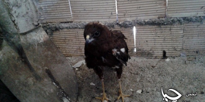 تیمارکردنی په‌له‌وه‌ره‌کان له‌ لایه‌ن تیمی پزشکی ئه‌نجومه‌نی سه‌وزی چیا