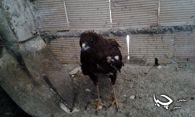 تیمارکردنی په‌له‌وه‌ره‌کان له‌ لایه‌ن تیمی پزشکی ئه‌نجومه‌نی سه‌وزی چیا