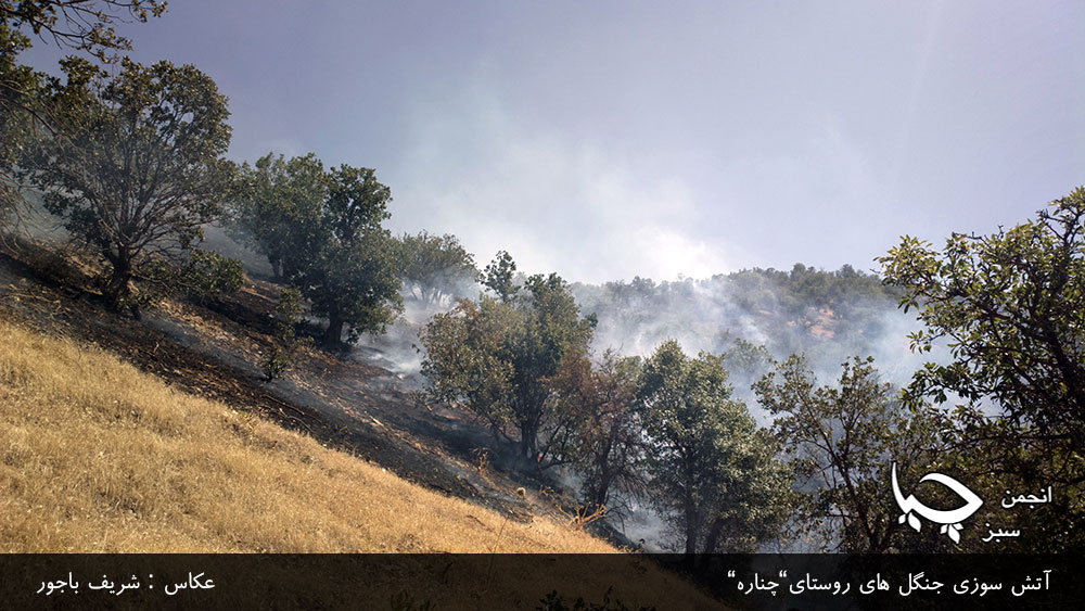 آتش سوزی جنگل ھای روستای”چنارە”
