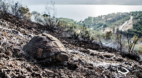 گزارش تصویری شماره 2 از آتش سوزی جنگل های پشت ” قەبر دەروێش” اطراف شهر مریوان
