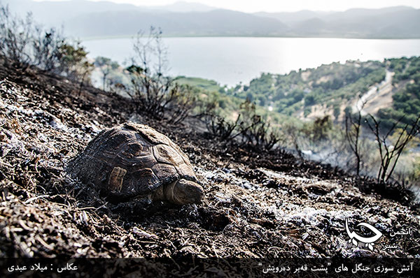 گزارش تصویری شماره 2 از آتش سوزی جنگل های پشت ” قەبر دەروێش” اطراف شهر مریوان