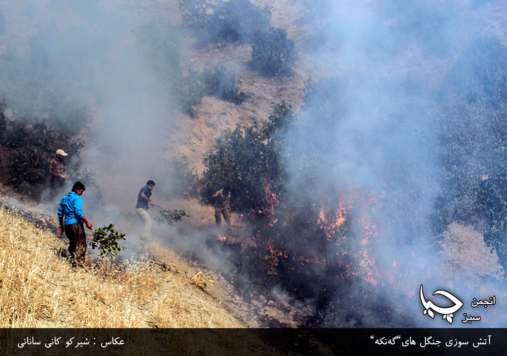 آتش سوزی جنگل ھای ” گەنکە ” اطراف شهر مریوان