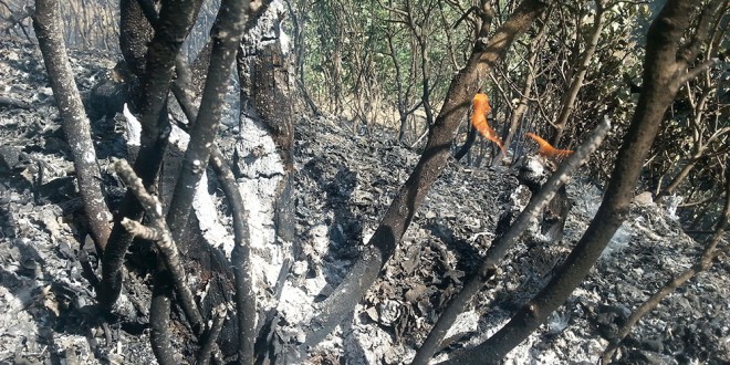 گزارش تصویری شمارە 2 از آتش سوزی جنگل ھای “گەنکە” اطراف شهر مریوان