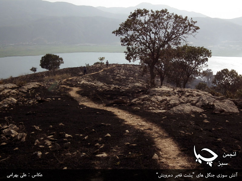َآتش سوزی جنگل های پشت” قەبر دەروێش” اطراف شهر مریوان