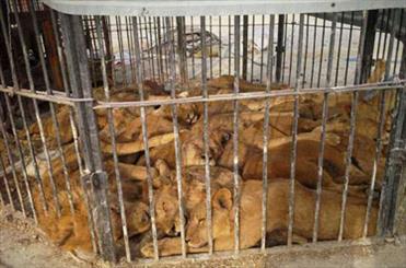 گام دوم کمپین “نه” به آزار حیوانات در سیرک ها