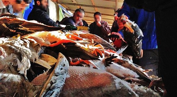 نسل کشی پرندگان مهاجر در فریدونکنار و سرخرود ادامه دارد