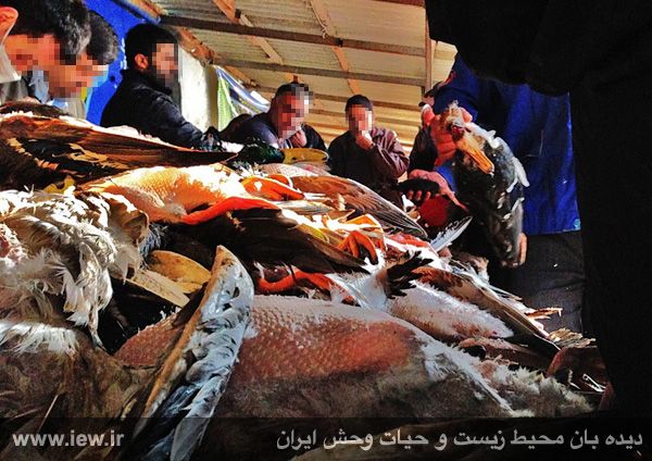 نسل کشی پرندگان مهاجر در فریدونکنار و سرخرود ادامه دارد