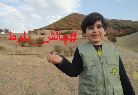 “چالش بلوط” برای نجات جنگل های زاگرس