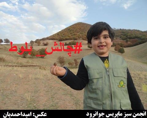 “چالش بلوط” برای نجات جنگل های زاگرس