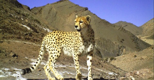 این یوزپلنگ ایرانی چشم کارشناسان BBC را خیره کرد