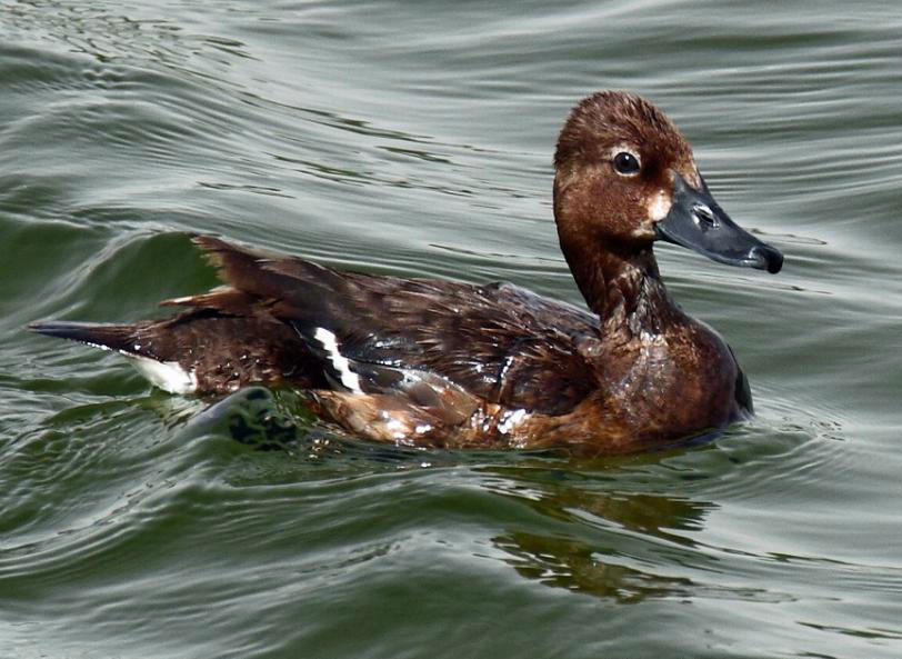 حضور تیم پرنده نگری انجمن سبز چیا در دوره پرنده شناسی تخصصی