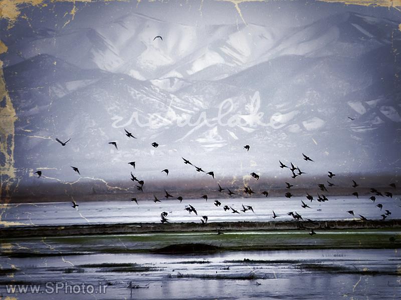 پرندگان مهاجر تالاب زریبار