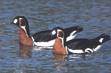 دریاچه “زرێبار” در کنوانسیون رامسر به عنوان تالاب ثبت می شود