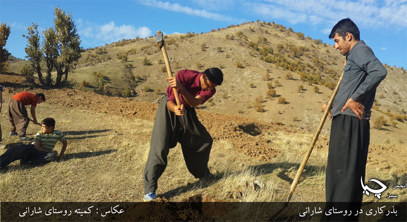 گزارش تصویری بذرکاری روستای شارانی