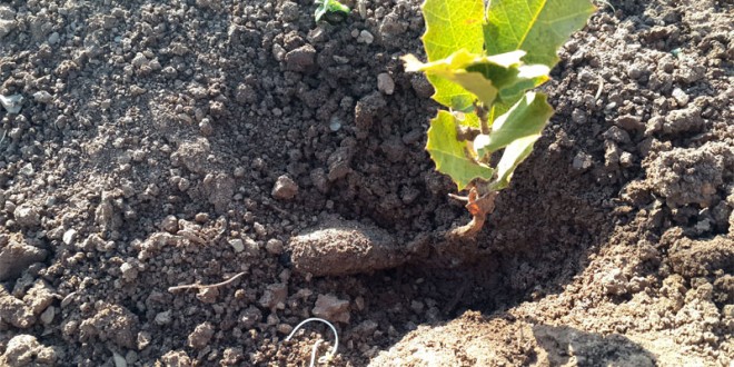 دوباره جوانه خواهی زد زاگرس!