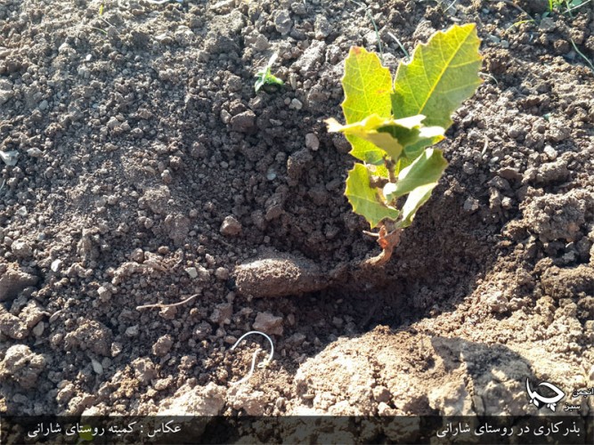 دوباره جوانه خواهی زد زاگرس!