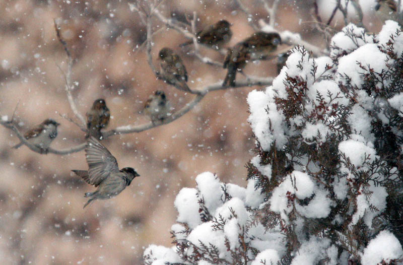 ئاگاداری  بەپەلە