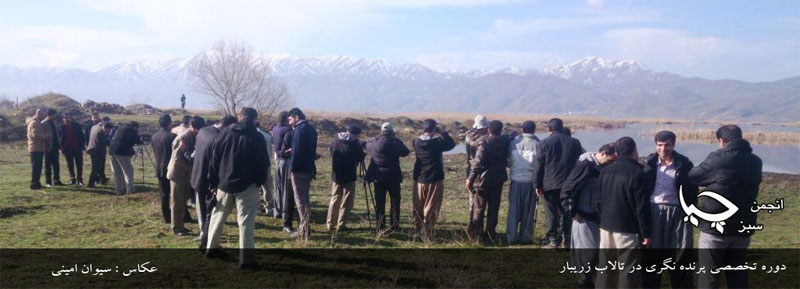 برگزاری دوره تخصصی پرنده نگری در تالاب زریبار