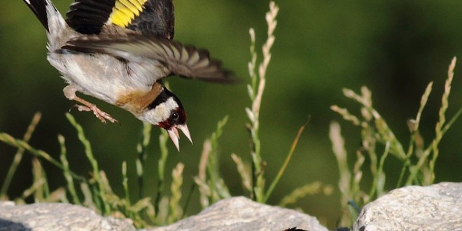 عروسی که رخت عزا و نابودی می پوشد