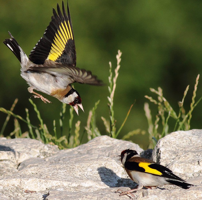 عروسی که رخت عزا و نابودی می پوشد