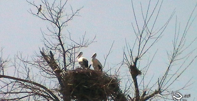 هاتنەوەی لەقلەقەکان