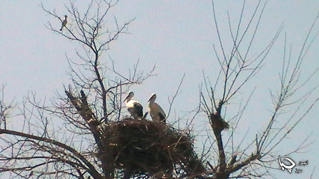 هاتنەوەی  لەق‌لەقەکان