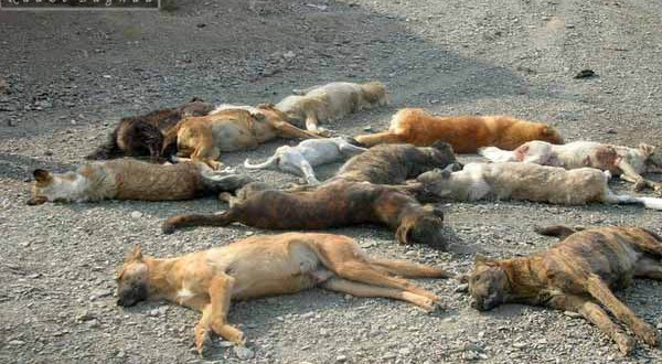 سگ های ولگرد شهری