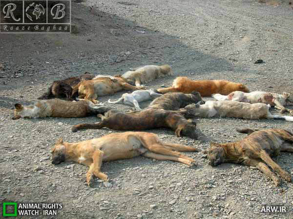 سگ های ولگرد شهری