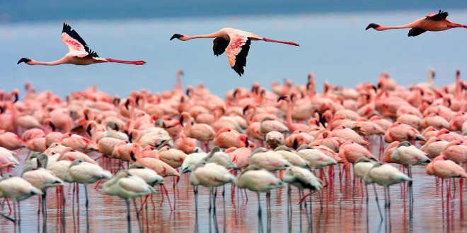 بازگشت فلامینگو بزرگ به تالاب زریبار