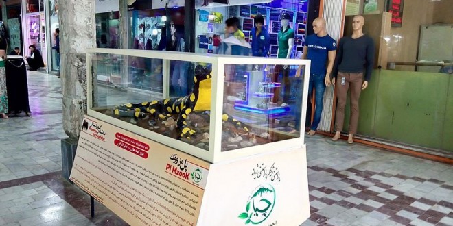 ساخت ماکت سمندر کردستانی