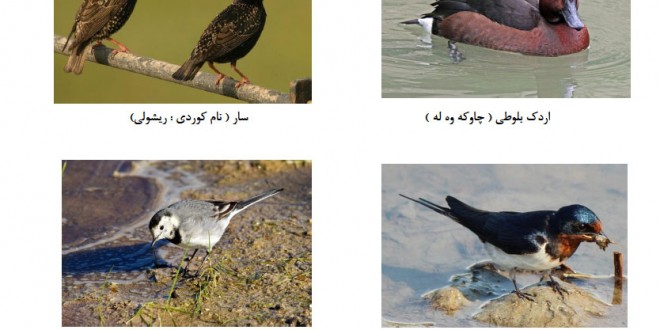 بازگشت چند گونه از پرندگان مهاجر به تالاب زریبار