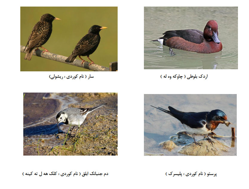 بازگشت چند گونه از پرندگان مهاجر به تالاب زریبار