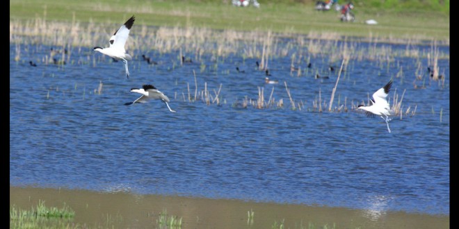 بازگشت نوک خنجری به تالاب زریبار