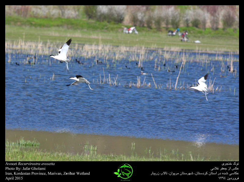 بازگشت نوک خنجری به تالاب زریبار