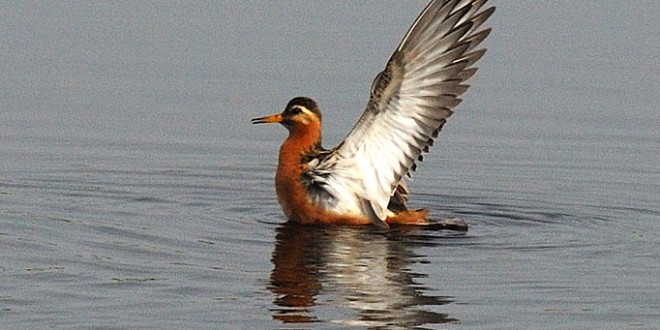مشاهده و ثبت شناگر بلوطی (فالاروپ بلوطی) برای اولین بار در تالاب زریبار
