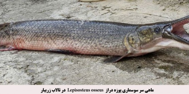 صید ماهی سرسوسماری پوزه دراز در تالاب زریبار