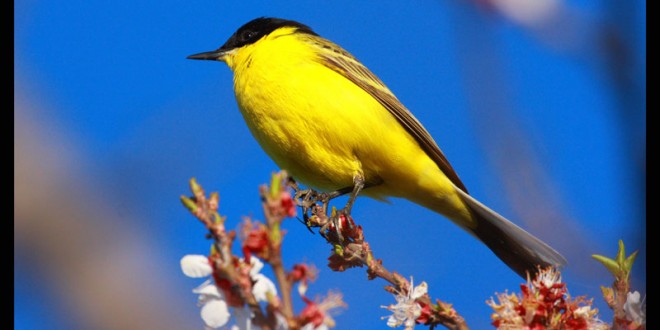 گالری پرندگان تالاب زریبار مریوان