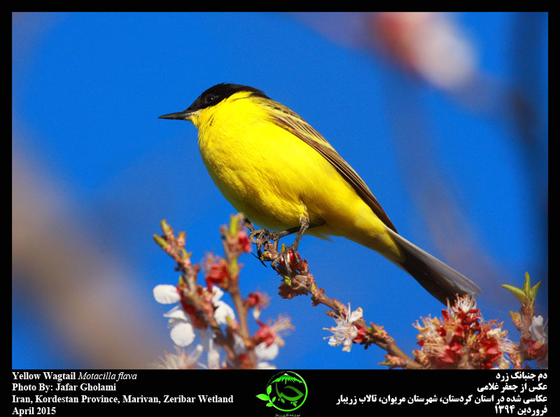 گالری پرندگان تالاب زریبار مریوان