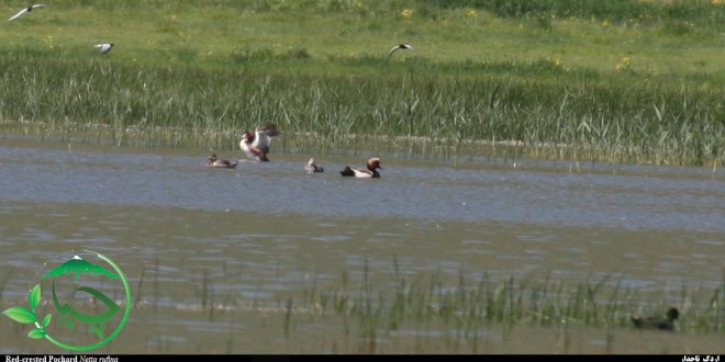 مشاهده و ثبت اردک تاجدار در تالاب زریبار