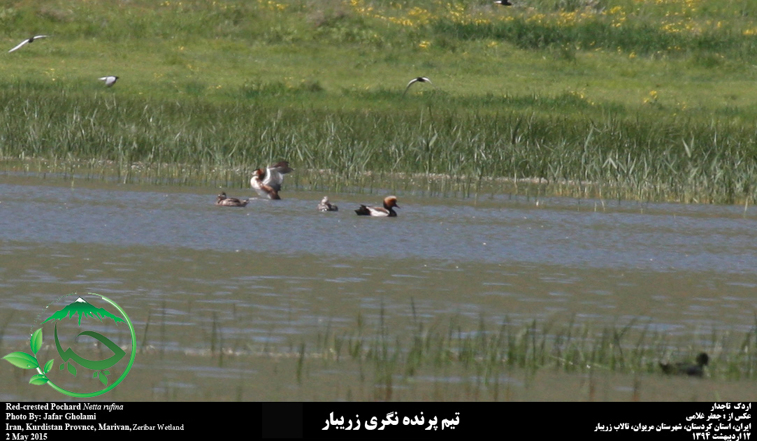 مشاهده و ثبت اردک تاجدار در تالاب زریبار