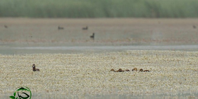 جدال “زرێبار” با مرگ/ گزارشی از حیات رو به موت تالاب “زرێبار” مریوان