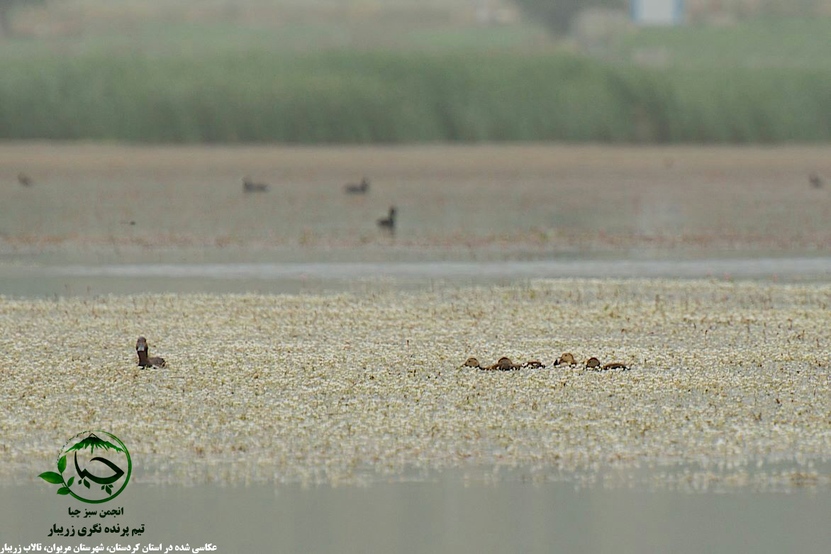 جد‌‌‌‌‏‏‏‏‏‏ال “زرێبار” با مرگ/ گزارشی از حیات رو به موت تالاب “زرێبار” مریوان