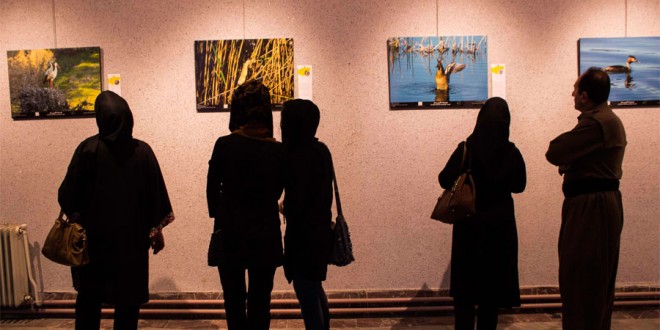 گزارش تصویری نمایشگاه عکس پرندگان مریوان